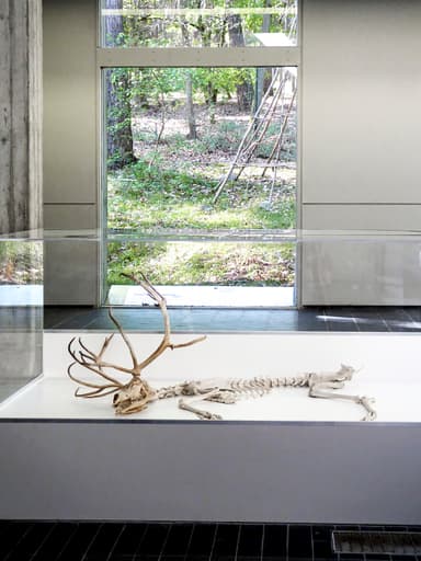 Musée de la Préhistoire d'Ile de France